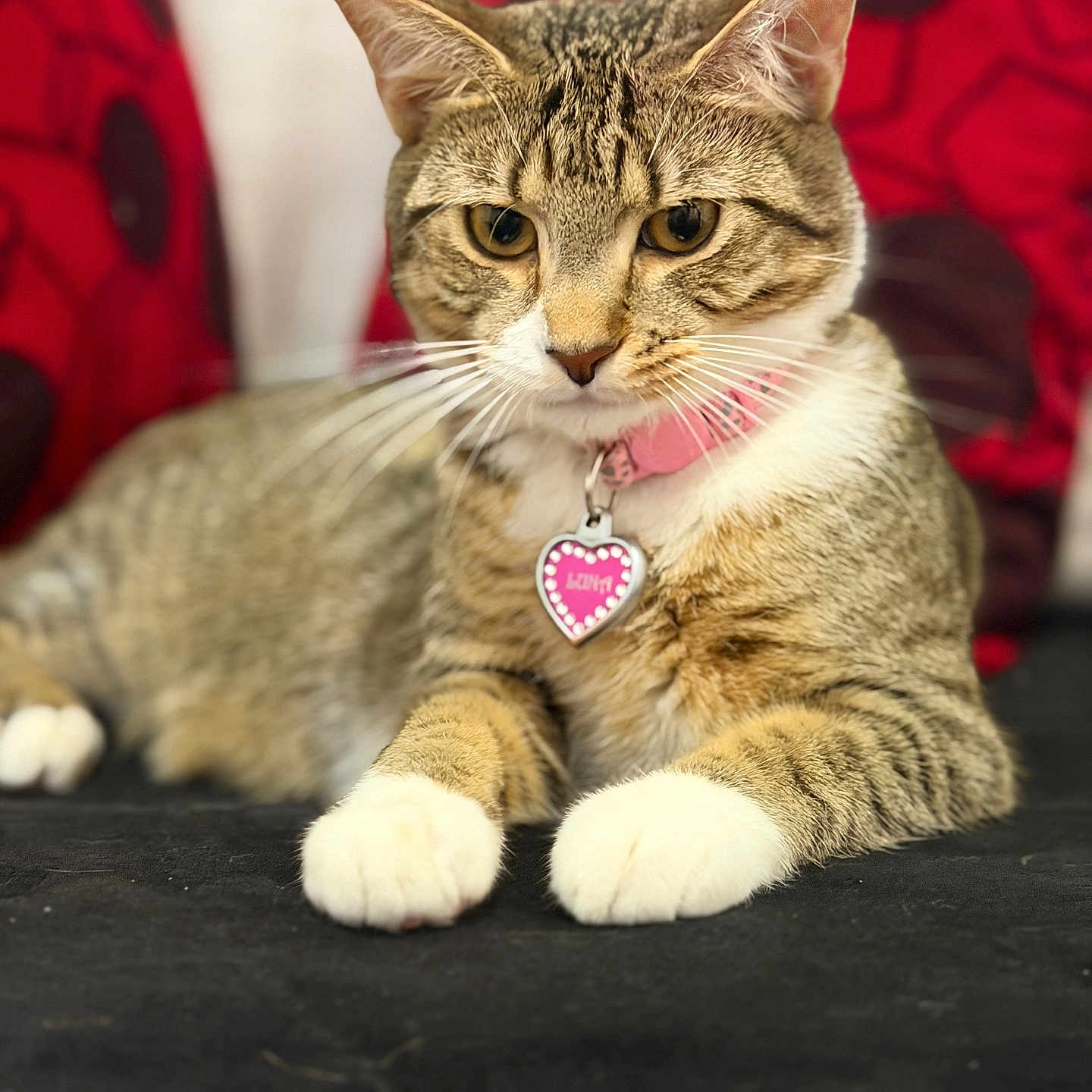 Luna Preciosa is registered to the contest to win money with this photo: cat, tabby_cat, pet, collar, heart_tag, paws, indoor, cushion, red_cushion, black_spots, relaxed, lying_down, feline, whiskers, closeup, soft_fur, cute, animal, domestic_animal, portrait