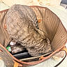 Luna Preciosa is registered to the contest to win money with this photo: accessories, animal, bed, bedding, brown_fur, cat, cozy, designer_bag, feline, handbag, home, indoor, leather, pet, photography, purse, rummaging, standing, striped_fur, tabby_cat