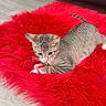 Luna Preciosa is registered to the contest to win money with this photo: animal, cat, closeup, cozy, cute, feline, fluffy_blanket, indoor, kitten, lying_down, paws, pet, pink_nose, pointed_ears, portrait, red_background, red_blanket, striped_fur, tabby, whiskers