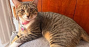 Luna Preciosa is registered to the contest to win money with this photo: cat, tabby, pet, feline, collar, indoor, cozy, towel, wood_paneling, window, curious, relaxed, animal, cute, domestic, fur, whiskers, ears, paws, resting