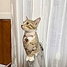 alert, animal, cat, chair, collar, curtain, cute, ears, furniture, green_eyes, heart_tag, indoor, name_tag, pet, portrait, sitting, striped_fur, tabby, upright, whiskers