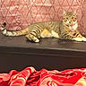 Luna Preciosa is registered to the contest to win money with this photo: cat, tabby_cat, pet, collar, heart_tag, bench, leather, quilted_background, pink, red, striped, feline, indoor, resting, animal, cute, fur, whiskers, paws, relaxed