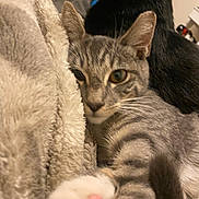 Serenity is registered to the contest to win money with this photo: animal, black_cat, blanket, cat, closeup, companion, cozy, cute, domestic, fur, furry, indoor, paw, pet, relaxed, resting, snuggling, soft, tabby, whiskers