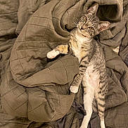 Serenity joined the competition — help win amazing prizes! cat, kitten, tabby, fur, paw, blanket, quilt, relaxed, indoor, pet, cute, animal, whiskers, ears, sleepy, feline, cozy, stretching, soft, comfort