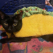 Bub is registered to the contest to win money with this photo: black_cat, costume, yellow, taco_outfit, pet, indoor, colorful_rug, blue_basket, curious_eyes, animal, feline, lying_down, household_items, fabric, texture, cute, playful, close_up, domestic_animal, funny_outfit