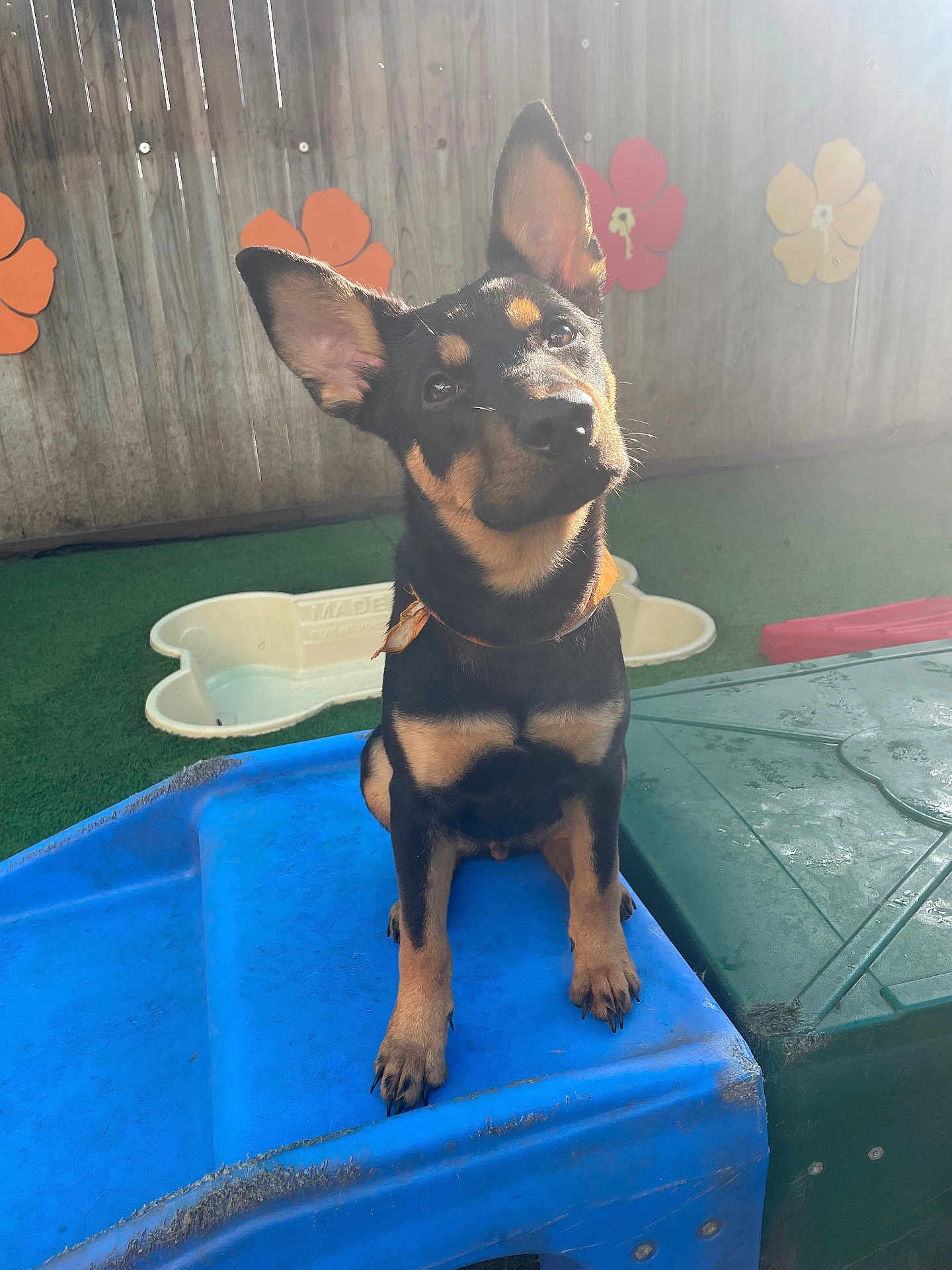 Riley is registered to the contest to win money with this photo: puppy, dog, ears, head_tilt, plastic_play_structure, outdoor, fence, flowers, green_floor, sunlight, toy, pet, animal, cute, young_dog, black_and_tan, play_area, curious, sitting, garden