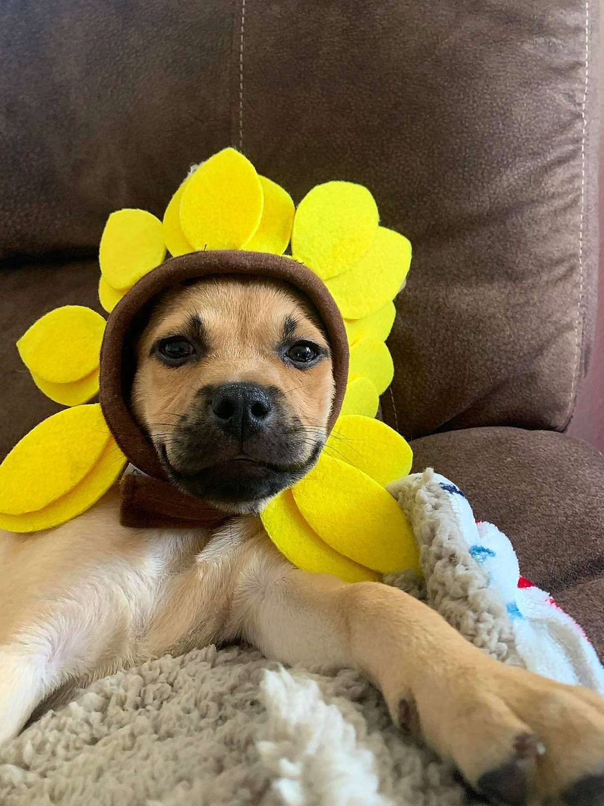 Bandit is registered to the contest to win money with this photo: carnivore, comfort, companion_dog, couch, dog, dog_breed, eye, fawn, fur, head, linens, nose, paw, plush, smile, snout, stuffed_toy, toy, whiskers, working_animal