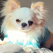 Benny is registered to the contest to win money with this photo: dog, small_dog, chihuahua, fluffy, light_colored, blue_shirt, pet, indoor, sunlight, relaxed, cozy, fur, animal, cute, lying_down, soft_surface, closeup, companion, domestic_animal, portrait