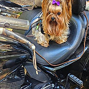 Maddie is registered to the contest to win money with this photo: dog, yorkshire_terrier, purple_bow, motorcycle, leather_seat, black_motorcycle, pet, animal, outdoor, small_dog, fur, canine, transportation, handlebar, reflection, chrome, seat, leash, cute, companion