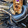 dog, yorkshire_terrier, purple_bow, motorcycle, leather_seat, black_motorcycle, pet, animal, outdoor, small_dog, fur, canine, transportation, handlebar, reflection, chrome, seat, leash, cute, companion