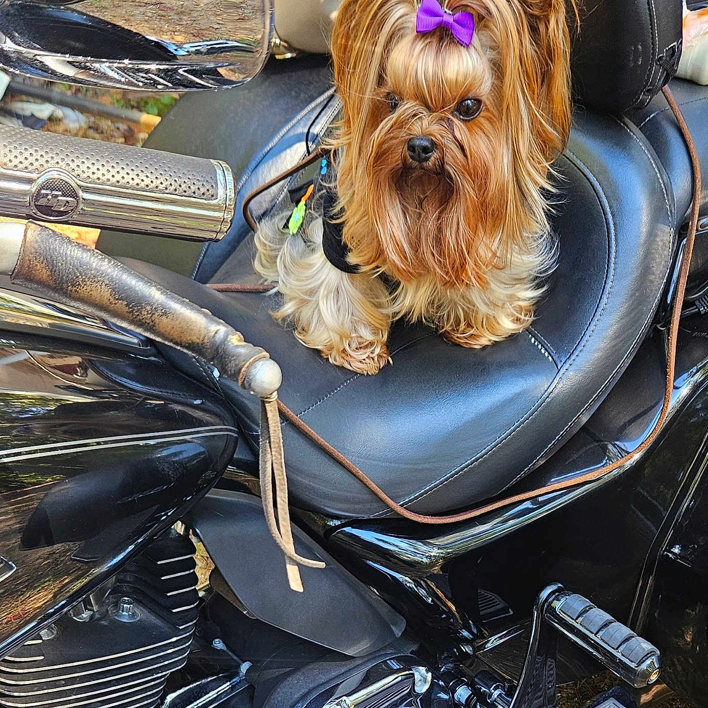 Maddie is registered to the contest to win money with this photo: animal, black_motorcycle, canine, chrome, companion, cute, dog, fur, handlebar, leash, leather_seat, motorcycle, outdoor, pet, purple_bow, reflection, seat, small_dog, transportation, yorkshire_terrier