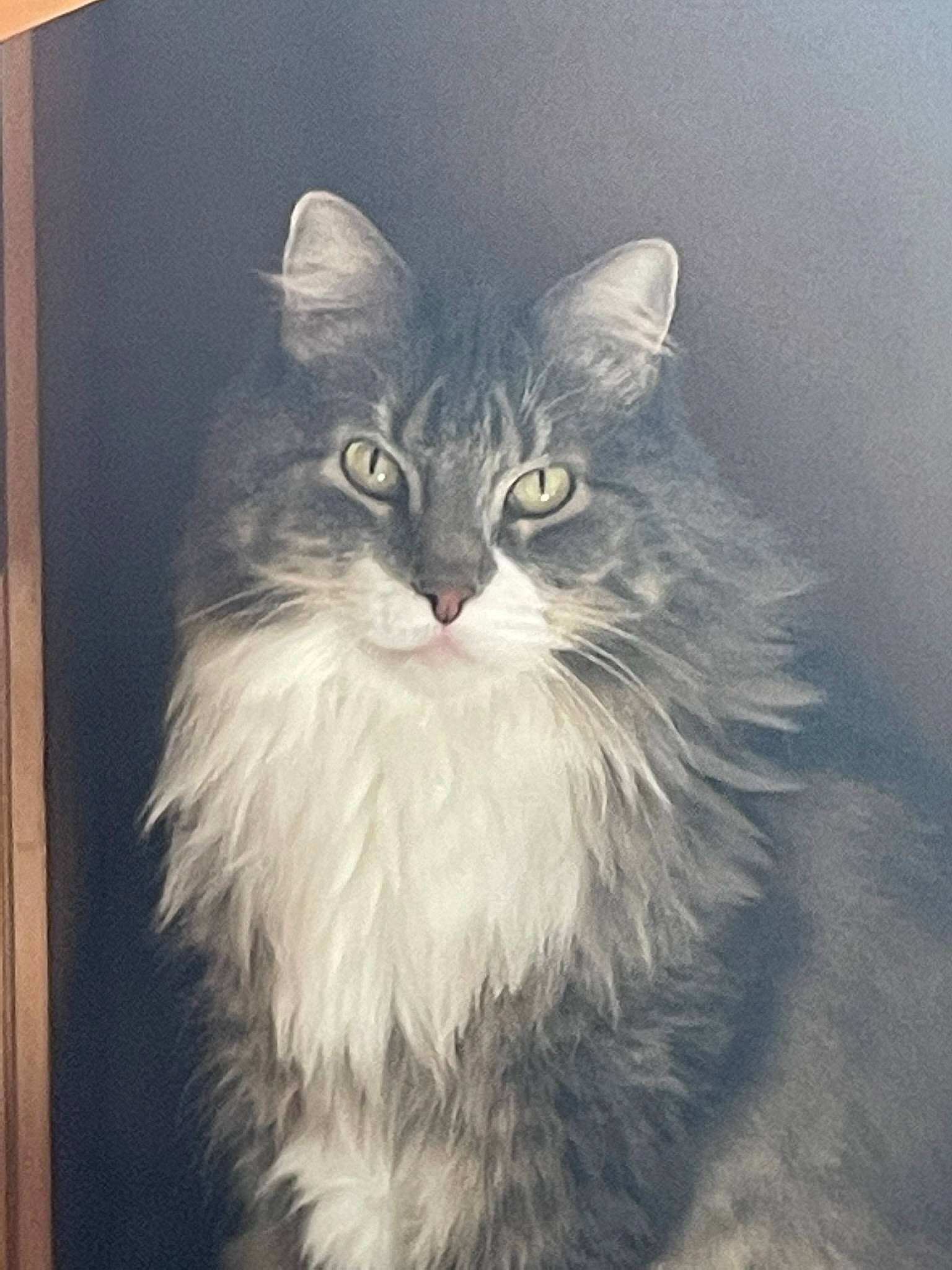 Darby joined the competition — help win amazing prizes! art, box, british_longhair, carnivore, cat, felidae, fur, illustration, iris, painting, plant, ragdoll, small_to_medium_sized_cats, snout, terrestrial_animal, whiskers, window