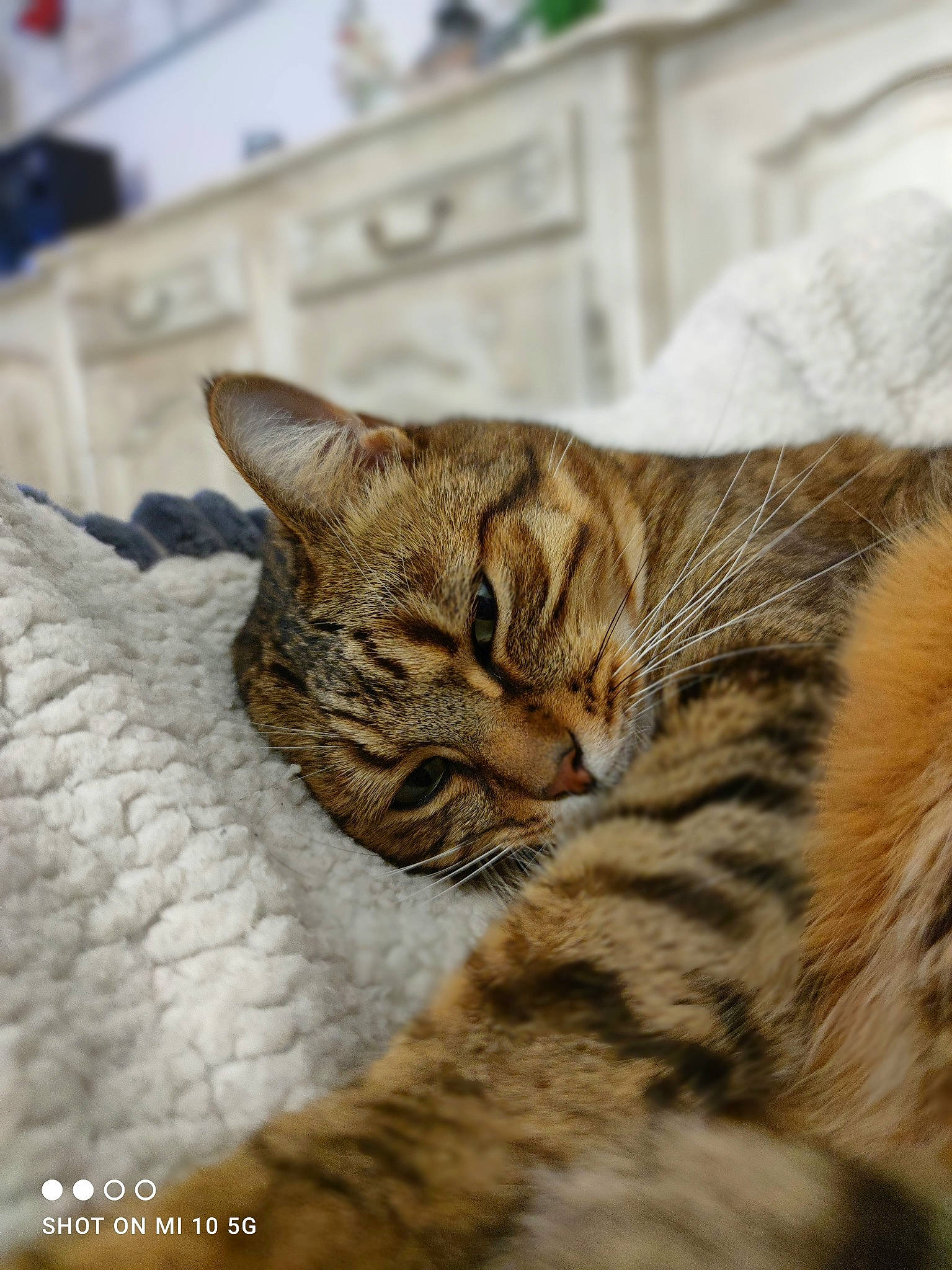 Calinou participe au concours pour gagner de l'argent avec cette photo : carnivore, cat, claw, comfort, domestic_short_haired_cat, fawn, felidae, fur, paw, sitting, small_to_medium_sized_cats, snout, tail, terrestrial_animal, whiskers, wildlife, wood