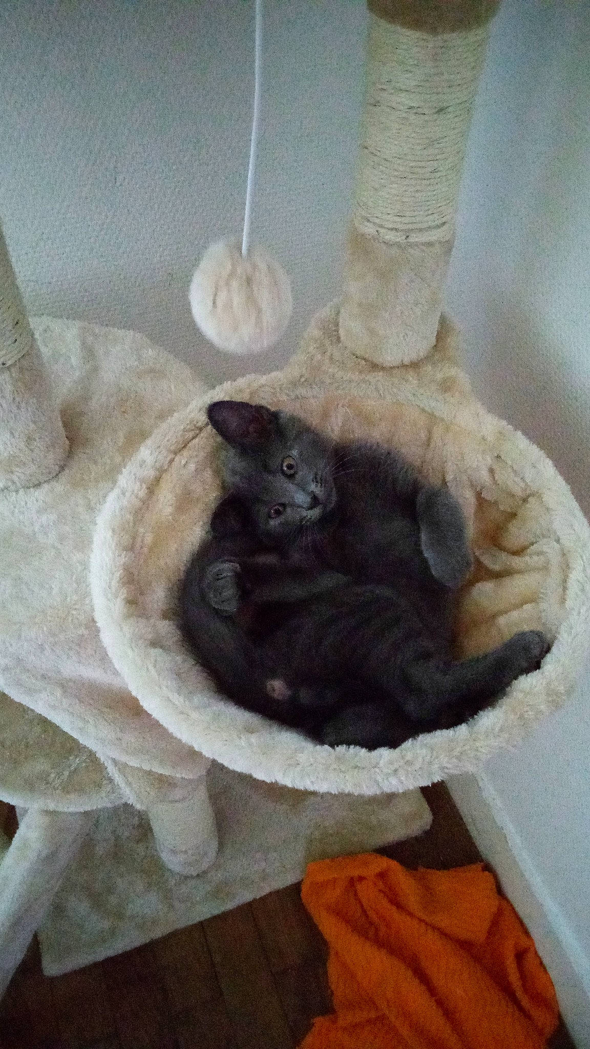 Rusty a rejoint le concours — aidez-le/la à gagner de superbes lots ! black_cat, british_shorthair, burmese, carnivore, cat, cat_bed, chartreux, fawn, felidae, kitten, korat, russian_blue, small_to_medium_sized_cats