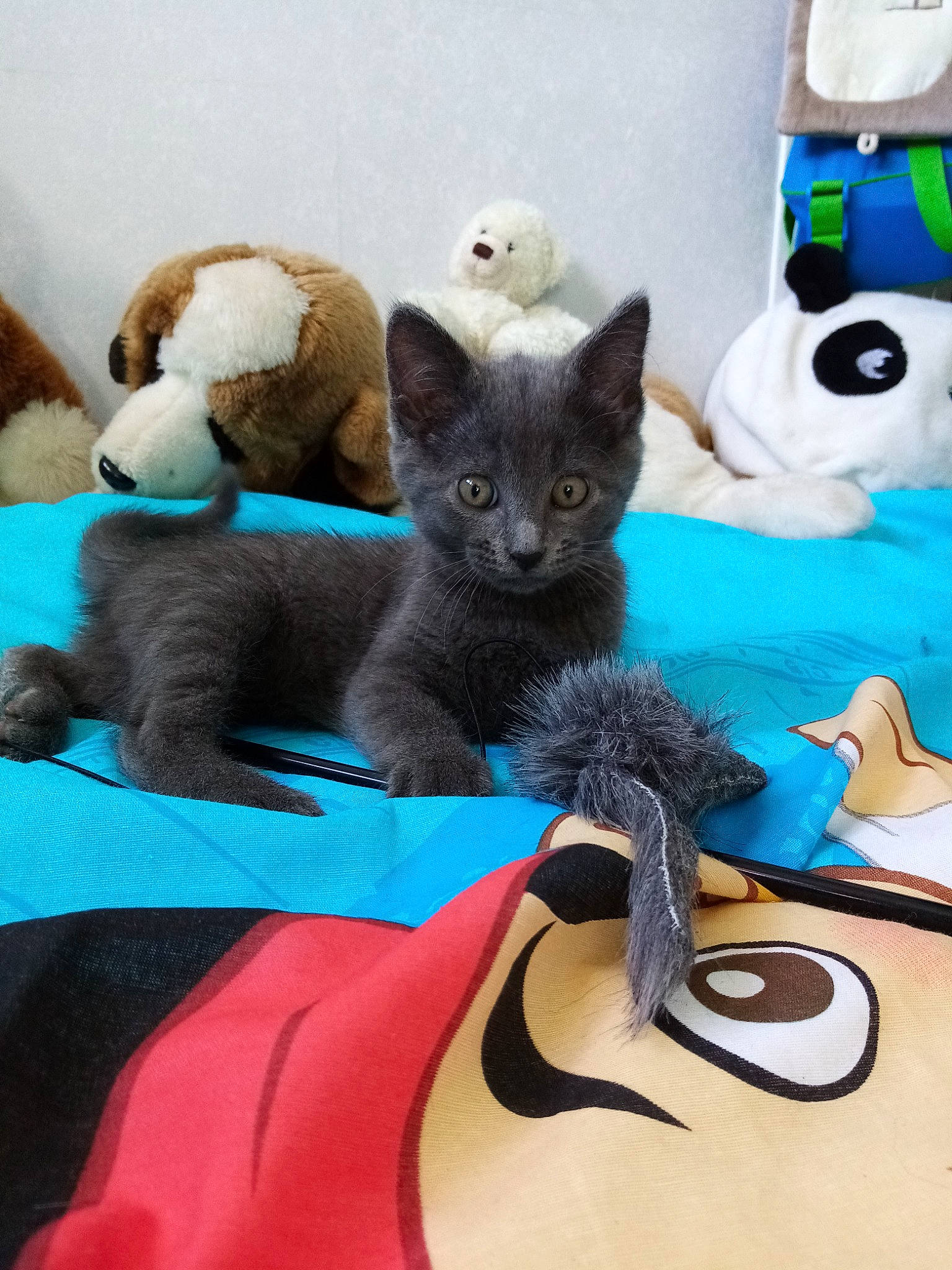 Rusty participe au concours pour gagner de l'argent avec cette photo : asian, black_cat, british_shorthair, burmese, carnivore, cat, chartreux, domestic_short_haired_cat, felidae, kitten, korat, mammal, nebelung, russian_blue, small_to_medium_sized_cats, vertebrate, whiskers