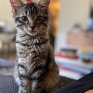 Nala a rejoint le concours — aidez-le/la à gagner de superbes lots ! animal, blurred_background, cat, close_up, cozy, curious, cute, ears, eyes, feline, fur, indoor, kitten, pet, sitting, soft_light, tabby, texture, whiskers, young