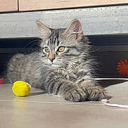 Nala participe au concours pour gagner de l'argent avec cette photo : kitten, cat, tabby, feline, indoor, floor, toy, yellow_ball, string, whiskers, curious, playful, pets, animal, fur, cute, young, relaxed, sunlight, paws