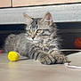 kitten, cat, tabby, feline, indoor, floor, toy, yellow_ball, string, whiskers, curious, playful, pets, animal, fur, cute, young, relaxed, sunlight, paws