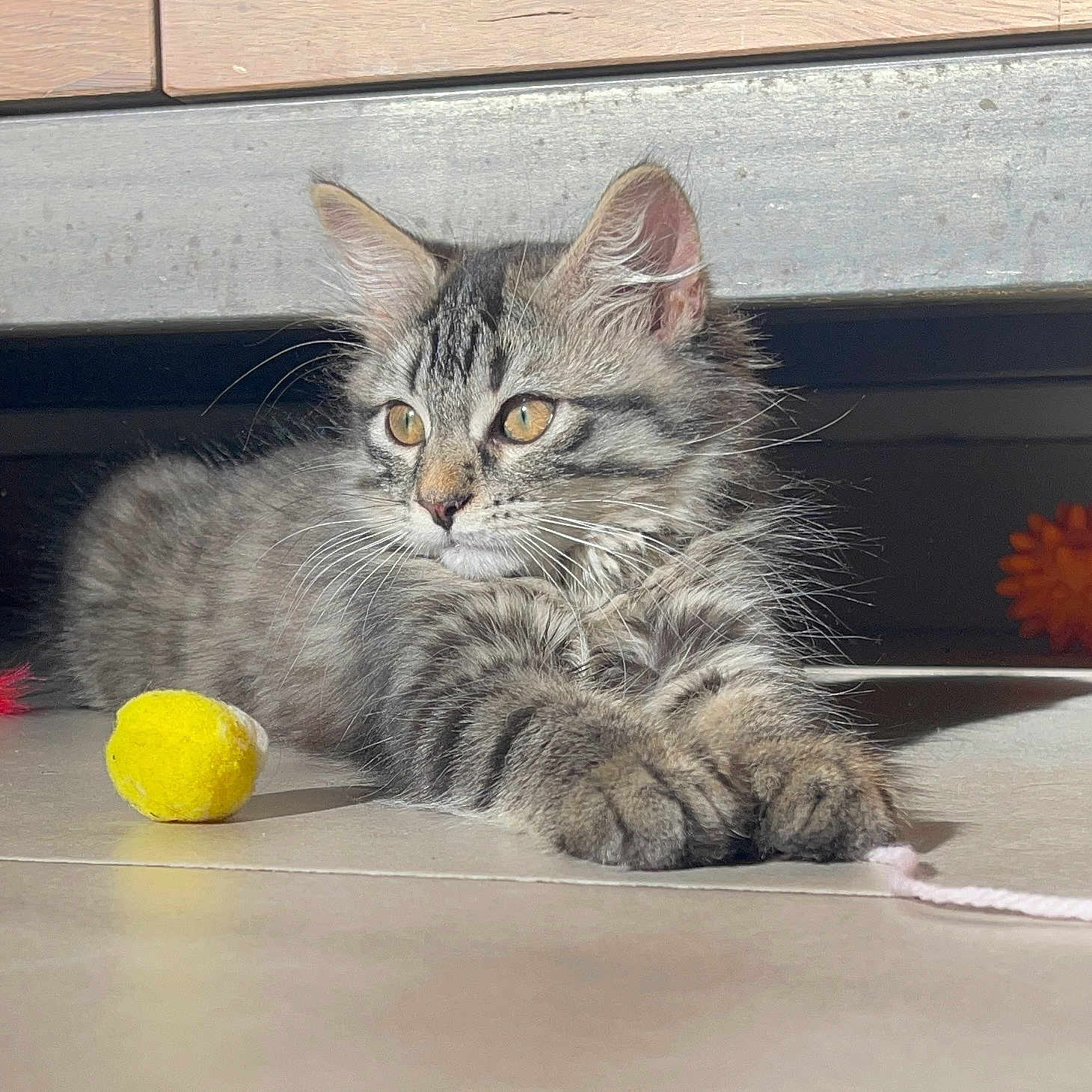 Nala participe au concours pour gagner de l'argent avec cette photo : animal, cat, curious, cute, feline, floor, fur, indoor, kitten, paws, pets, playful, relaxed, string, sunlight, tabby, toy, whiskers, yellow_ball, young