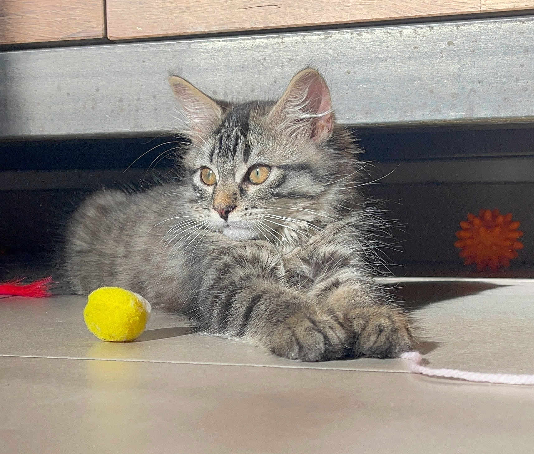 Nala participe au concours pour gagner de l'argent avec cette photo : kitten, cat, tabby, feline, indoor, floor, toy, yellow_ball, string, whiskers, curious, playful, pets, animal, fur, cute, young, relaxed, sunlight, paws