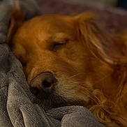 Chloe is registered to the contest to win money with this photo: dog, golden_retriever, pet, sleeping, blanket, cozy, close_up, nose, whiskers, fur, snout, portrait, indoor, soft_texture, bedding, resting, companion_animal, sleepy, relaxed, home