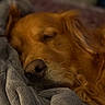 Chloe is registered to the contest to win money with this photo: bedding, blanket, close_up, companion_animal, cozy, dog, fur, golden_retriever, home, indoor, nose, pet, portrait, relaxed, resting, sleeping, sleepy, snout, soft_texture, whiskers