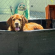 Chloe is registered to the contest to win money with this photo: backyard, chain_link_fence, closeup, container, dog, golden_retriever, grit, hose, hose_reel, outdoor, panting, plastic_tub, portrait, relaxed, summer, sunlight, tongue_out, water_tub, wet_dog, wet_fur