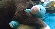 Gracie joined the competition — help win amazing prizes! bed, blanket, blue, cat, closeup, cozy, cuddling, fur, indoor, nap, paw, pet, pillow, plush, sleeping, stuffed_toy, teal, toy_bunny, whiskers, yellow