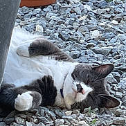 Gracie is registered to the contest to win money with this photo: cat, feline, gray_and_white_cat, sleeping_cat, relaxed, pebbles, gravel, stones, flower_pot, pot, outdoor, garden, collar, paw, whiskers, fur, close_up, pet, lounging, vegetation