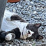 cat, feline, gray_and_white_cat, sleeping_cat, relaxed, pebbles, gravel, stones, flower_pot, pot, outdoor, garden, collar, paw, whiskers, fur, close_up, pet, lounging, vegetation