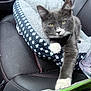 kitten, cat, pet, feline, gray_fur, white_paws, paw, whiskers, cat_bed, patterned_bed, car_seat, upholstery, red_stitching, travel, harness, close_up, portrait, looking_at_camera, cute, relaxed
