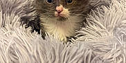 Mando joined the competition — help win amazing prizes! kitten, cat, pet, fluffy_blanket, close_up, portrait, cute, wide_eyes, fur, whiskers, indoor, cozy, soft_texture, gray_and_white, tiny, young, mammal, bedding, nose, adorable