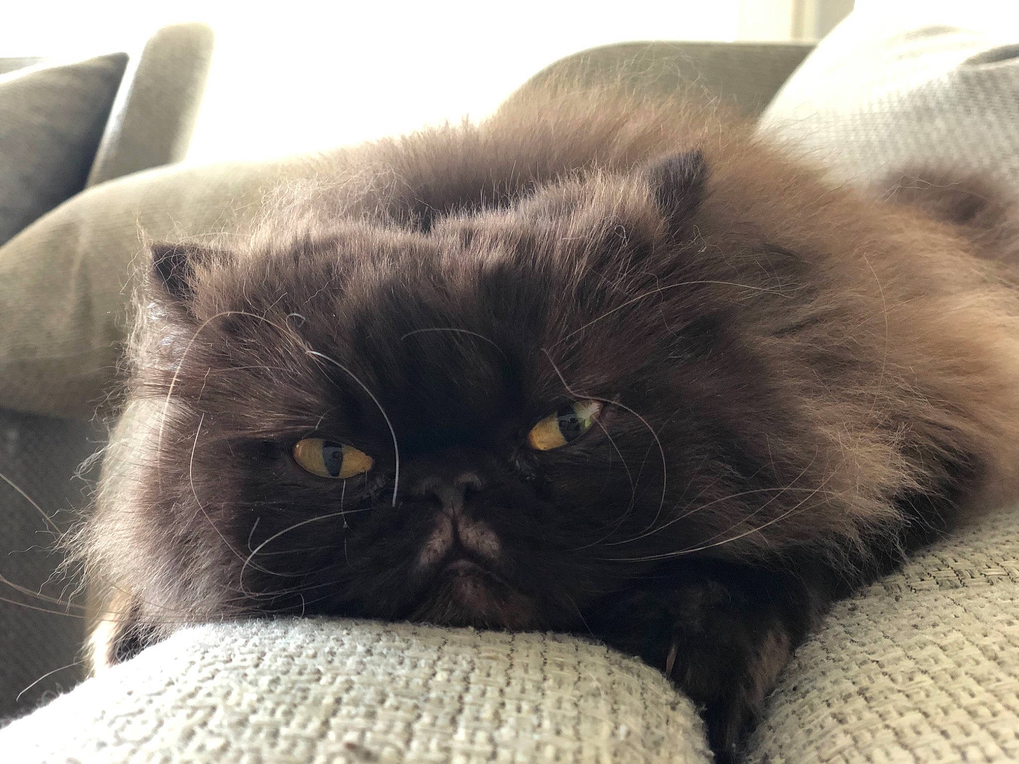 Leonard a rejoint le concours — aidez-le/la à gagner de superbes lots ! black_cat, british_longhair, british_semi_longhair, british_shorthair, carnivore, cat, chartreux, domestic_long_haired_cat, felidae, fur, korat, mammal, nap, nebelung, persian, sky, small_to_medium_sized_cats, snout, vertebrate, whiskers