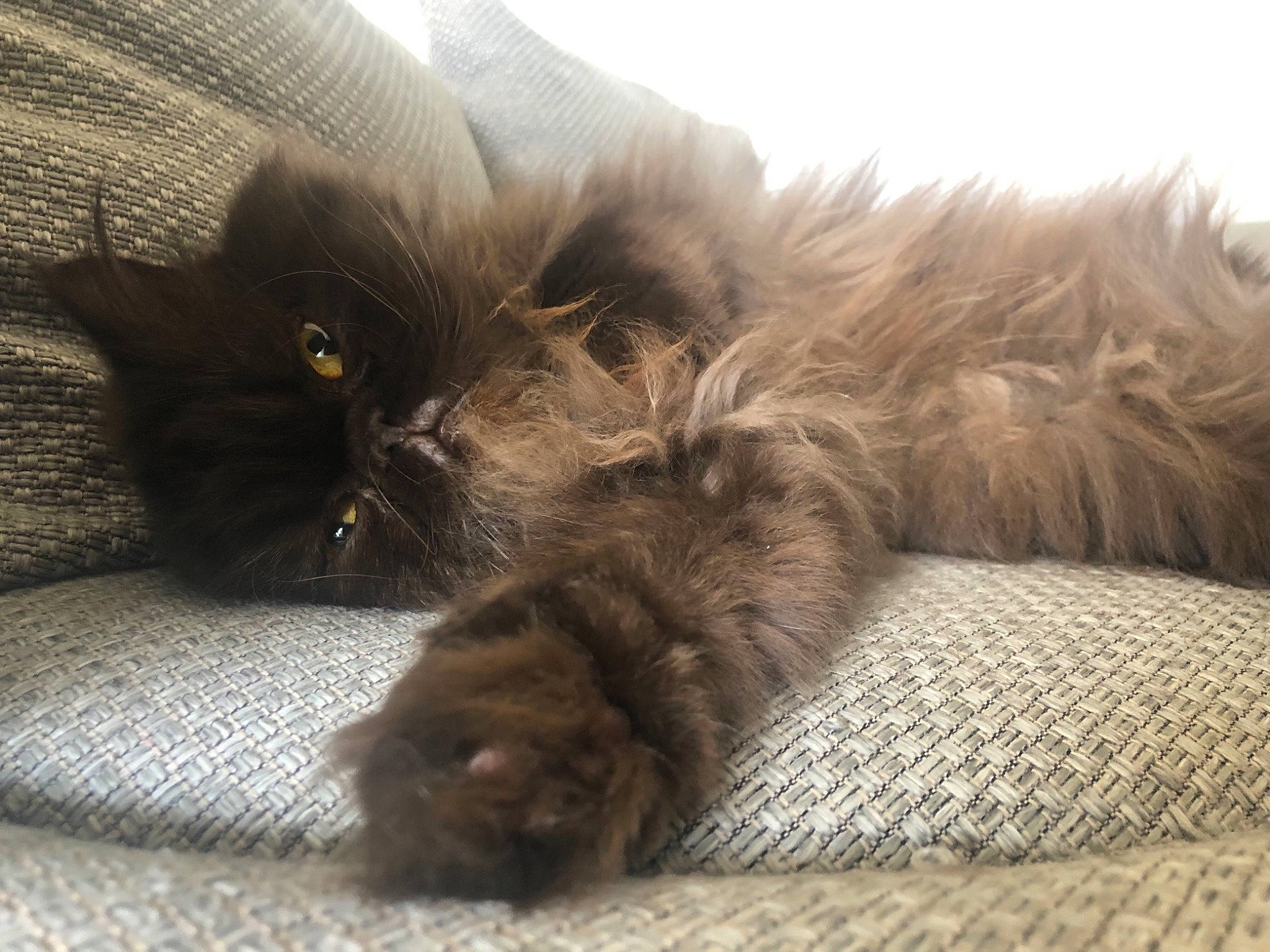 Leonard participe au concours pour gagner de l'argent avec cette photo : asian_semi_longhair, british_longhair, british_semi_longhair, carnivore, cat, domestic_long_haired_cat, fawn, felidae, fur, kitten, maine_coon, norwegian_forest_cat, persian, ragamuffin, small_to_medium_sized_cats, whiskers
