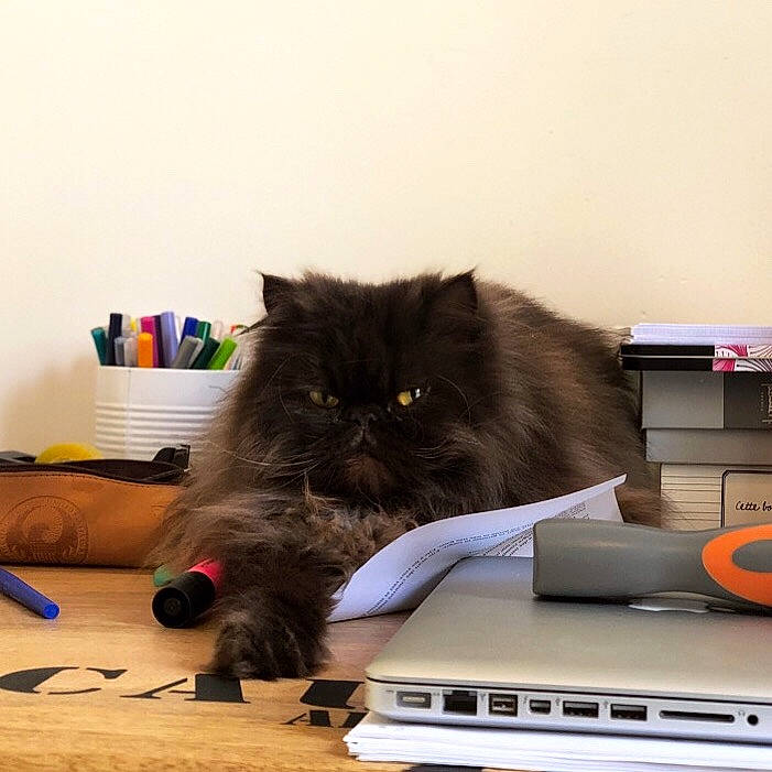 Leonard participe au concours pour gagner de l'argent avec cette photo : british_longhair, british_semi_longhair, carnivore, cat, domestic_long_haired_cat, eye, felidae, fur, kitten, mammal, norwegian_forest_cat, persian, printer, ragamuffin, small_to_medium_sized_cats, whiskers