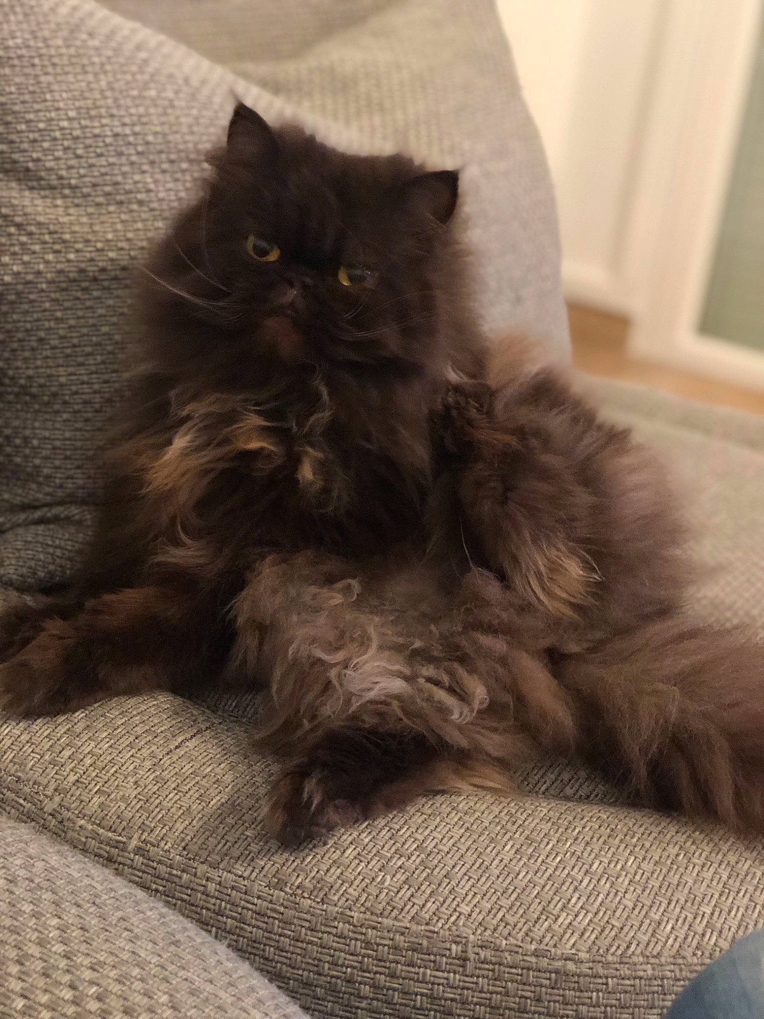 Leonard a rejoint le concours — aidez-le/la à gagner de superbes lots ! asian_semi_longhair, black_cat, british_longhair, british_semi_longhair, carnivore, cat, domestic_long_haired_cat, fawn, felidae, fur, kitten, maine_coon, mammal, napoleon_cat, nebelung, norwegian_forest_cat, persian, ragamuffin, small_to_medium_sized_cats, whiskers