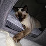Plume participe au concours pour gagner de l'argent avec cette photo : balinese, birman, carnivore, cat, colorpoint_shorthair, fawn, felidae, kitten, mammal, ragdoll, siamese, small_to_medium_sized_cats, snowshoe, tail, thai, tonkinese, whiskers