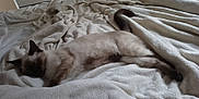 Plume a rejoint le concours — aidez-le/la à gagner de superbes lots ! asian, balinese, burmese, carnivore, cat, colorpoint_shorthair, comfort, fawn, felidae, kitten, mammal, nap, paw, singapura, small_to_medium_sized_cats, thai, tonkinese, whiskers