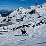 Daffy a rejoint le concours — aidez-le/la à gagner de superbes lots ! dog, snow, mountain, sky, outdoor, leash, ski_lift, rock, winter, nature, landscape, animal, blue_sky, hill, adventure, daylight, scenic, cold, canine, vacation