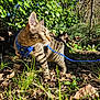 Ekko participe au concours pour gagner de l'argent avec cette photo : cat, tabby, harness, leash, outdoor, greenery, leaves, sunlight, curious, nature, animal, pet, grass, tree, forest, daylight, mammal, whiskers, feline, ground