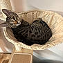 cat, tabby, pet, animal, indoor, cat_tree, hammock, feline, cozy, wood, curious, looking_up, striped, ears, whiskers, paws, sitting, resting, home, furniture