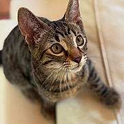Ekko participe au concours pour gagner de l'argent avec cette photo : cat, tabby, pet, animal, feline, curious, ears, whiskers, couch, indoor, fur, closeup, eyes, alert, domestic, mammal, young, cute, portrait, soft_background