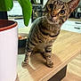 Ekko a rejoint le concours — aidez-le/la à gagner de superbes lots ! cat, tabby_cat, kitchen, counter, plant, plant_pot, green_leaf, wooden_surface, curious, pet, indoor, feline, animal, ears, whiskers, face, eyes, appliance, cabinet, tilted_head