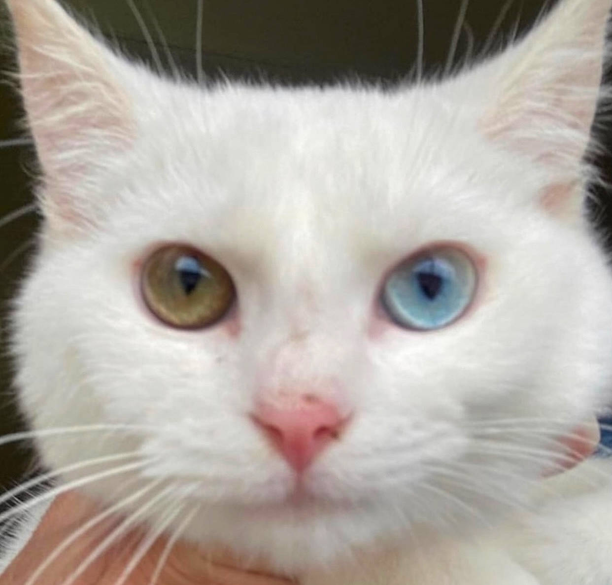 Elsa is registered to the contest to win money with this photo: carnivore, cat, close_up, domestic_short_haired_cat, felidae, fur, iris, small_to_medium_sized_cats, snout, whiskers