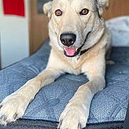 Zues is registered to the contest to win money with this photo: dog, pet, bed, indoor, canine, mammal, animal, lying_down, comfort, smiling, fur, collar, brown_eyes, close_up, friendly, domestic_animal, paw, portrait, cute, relaxed