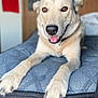 dog, pet, bed, indoor, canine, mammal, animal, lying_down, comfort, smiling, fur, collar, brown_eyes, close_up, friendly, domestic_animal, paw, portrait, cute, relaxed