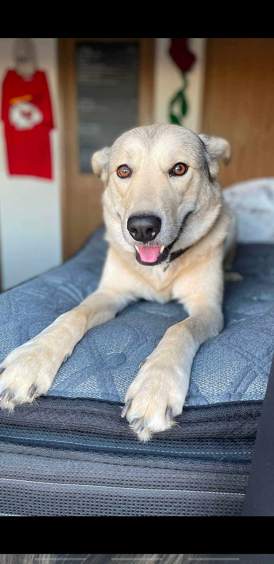 Zues is registered to the contest to win money with this photo: dog, pet, bed, indoor, canine, mammal, animal, lying_down, comfort, smiling, fur, collar, brown_eyes, close_up, friendly, domestic_animal, paw, portrait, cute, relaxed