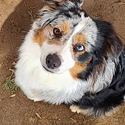 Taya participe au concours pour gagner de l'argent avec cette photo : animal, australian_shepherd, blue_eye, brown_eye, canine, curious, cute, dog, ears, fluffy, fur, ground, heterochromia, looking_up, nature, outdoor, pet, pine_needles, small_leaves, snout