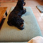 Arkan participe au concours pour gagner de l'argent avec cette photo : black, brown, casual, couch, cozy, dog, fireplace, floor, fur, furniture, home, indoor, legs, living_room, looking_away, person, pet, relaxed, resting, tile