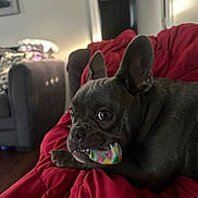 Bella is registered to the contest to win money with this photo: dog, french_bulldog, toy, red_blanket, pet, indoor, living_room, cozy, curious, ears, close_up, canine, animal, fur, black_dog, comfort, home, relaxed, face, expression